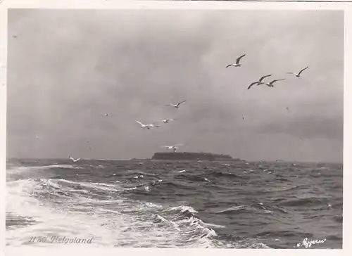 Möven vor Helgoland gl1955 F6035