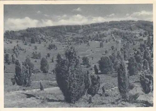Undeloh, Lüneburger Heide, Totengrund gl1954 F9248