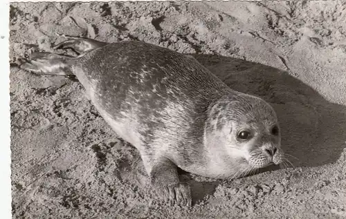 Tiere: Seehund am Strand ngl G0055