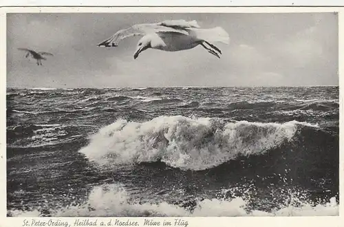 Nordseebad St.Peter-Ording, Möve im Flug gl1950? F6198