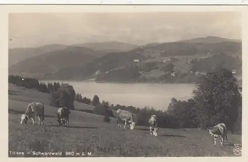 Titisee, Schwarzwald, Panorama mit Rindvieh ngl F8815