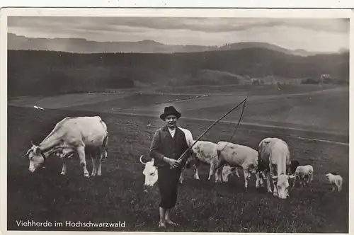 Viehherde im Hochschwarzwald gl1951 F8413