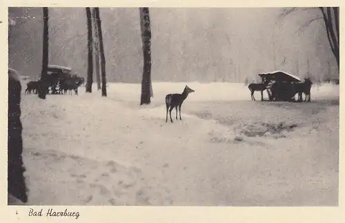 Bad Harzburg, Wildfütterung ngl G2245