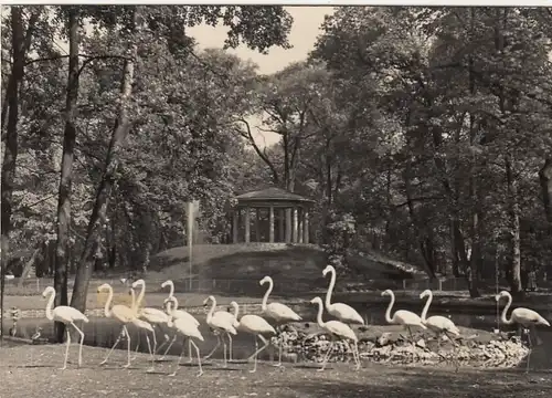 Berlin, Tierpark, Flamingos vor dem Lenné-Tempel gl1958 F6823