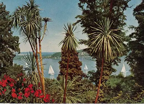 Insel Mainau im Bodensee, Drascaenengruppe ngl G0556