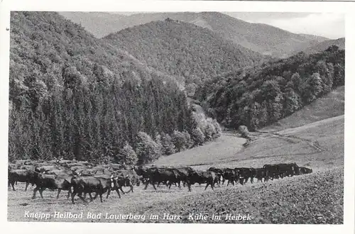 Bad Lauterberg im Harz, Kühe im Heibek ngl G2542