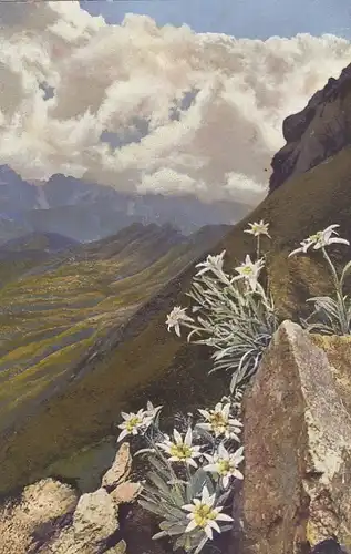 Alpenblumen: Leontopodium alpinum, Edelweiß ngl F9148