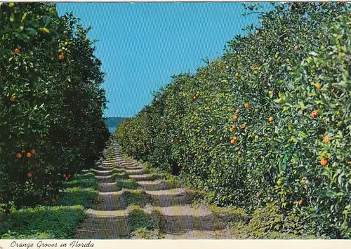 Florida, Orange Groves gl1982 F9370