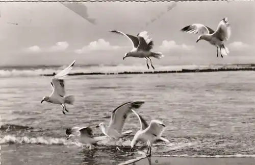 Nordsee-Insel Sylt, Möwen am Strand ngl G0822