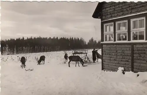 Bad Harzburg, Marienteichbaude, Winterfütterung ngl G2241