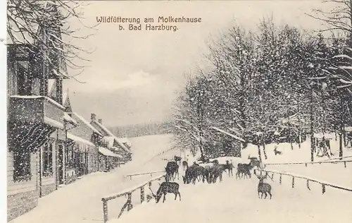 Bad Harzburg, Wildfütterung am Molkenhaus gl1909 G2260
