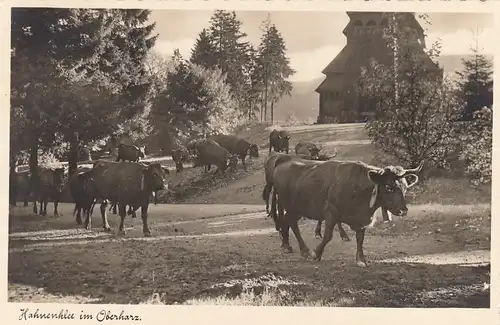 Hahnenklee, Oberharz, Viehweide ngl G2211