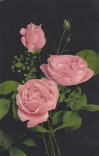 Rosenzweige gl1907? F9133