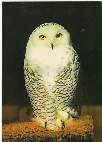 Schnee-Eule im Vogelpark Walsrode gl1972 G4604
