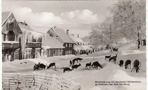 Bad Harzburg, Wildfütterung am Harzhotel Molkenhaus ngl G2242