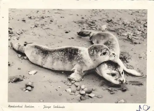 Nordseeheilbad Borkum, Tiere: Junge Seehunde ngl G5190