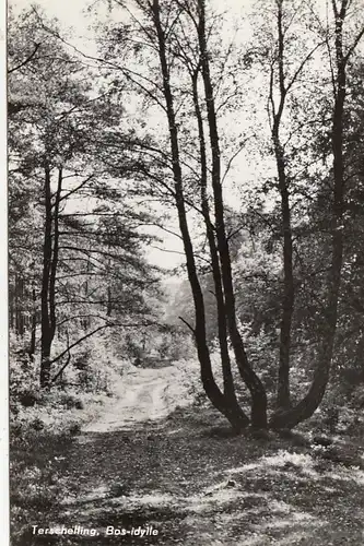 Terschelling, Bos-idylle ngl G1746