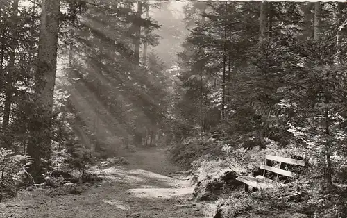 Wanderung im nördlichen Schwarzwald ngl G3617