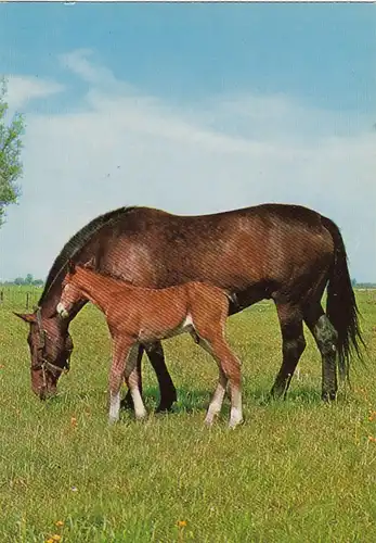 Pferde auf der Weide ngl G0379