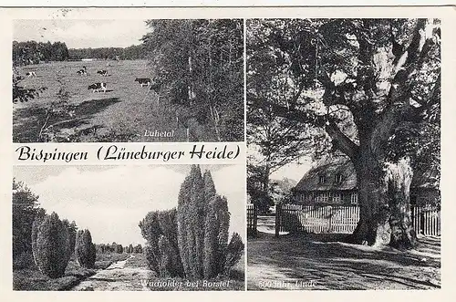 Bispingen, Lüneburger Heide, Mehrbildkarte gl1961 G3444