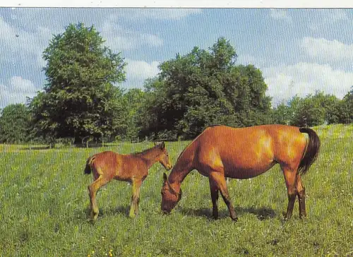 Tiere: Pferd mit Fohlen ngl G4795
