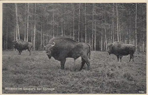 Wisente im Saupark bei Springe a.D. ngl G3318