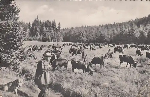 Clausthal-Zellerfeld, Oberharz, Kuhherde mit Hirt ngl G2369