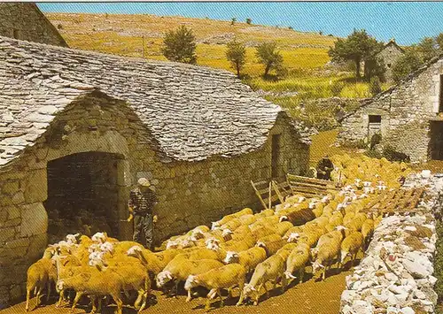 Sur les Grands Causses gl1986 G4634