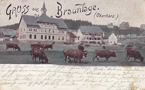 Braunlage/Oberharz, mit Rindvieh vor der ür gl1899 G2077