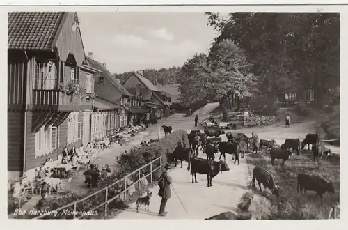 Bad Harzburg, Rinderherde am Harzhotel Molkenhaus ngl G2244