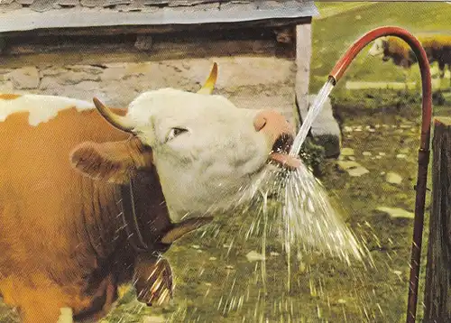 Tiere: "Quelle soif ..." Prost! ngl G5082