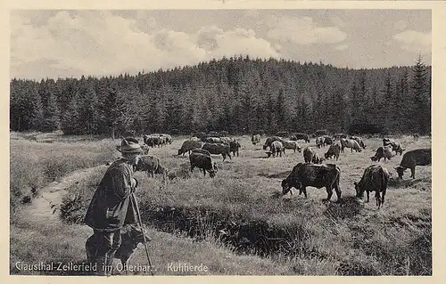 Clausthal-Zellerfeld, Oberharz, Kuhherde mit Hirt ngl G2370