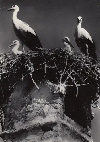 Tiere: Störche in Freistadt Rust am See, Burgenland gl1962 G5191