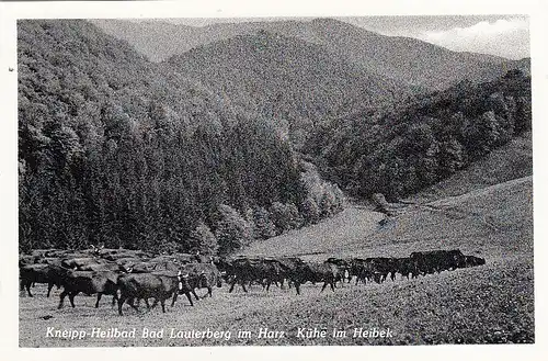 Bad Lauterberg im Harz, Kühe im Heibek ngl G2541
