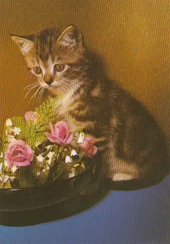 Katze schnuppert an Blumen ngl G4605