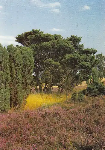 Lüneburger Heide, Naturschutzgebiet gl1980 G3101