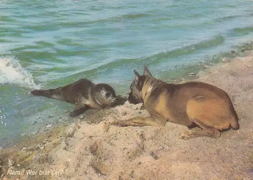 Tiere: Boxer und Seehund am Strand ngl G4792