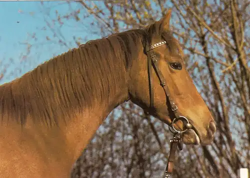 Tiere: Englisches Vollblut ngl G5080