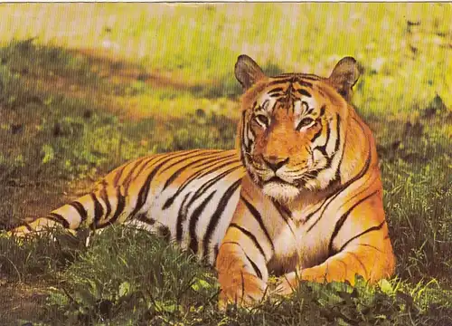 Tiere: ein Tiger ngl G5217