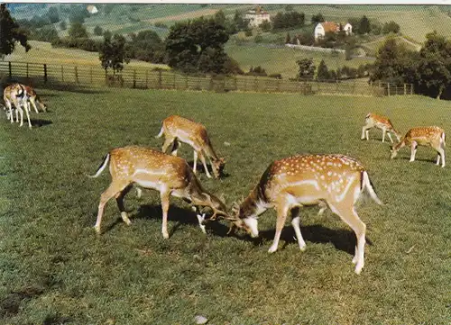 Bad Orb im Spessart, Wildpark ngl G5567