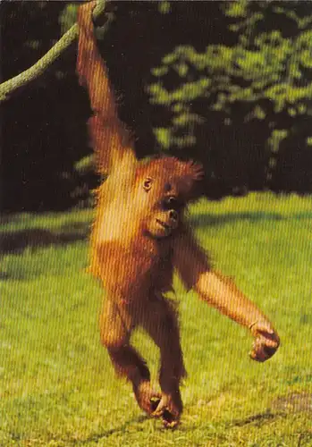 Tiere: Ein Orang-Utan ngl G4802