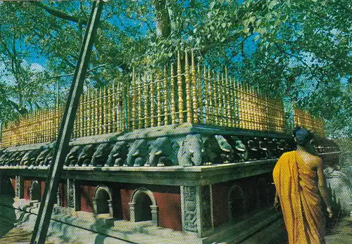 Ceylon, Anuradhapura, The sacred Bo-Tree ngl G4114