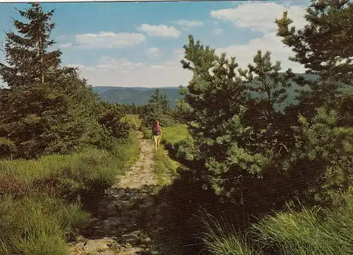 Schwarzwald, Höhenweg mit typischen Legföhren gl1970 G4189