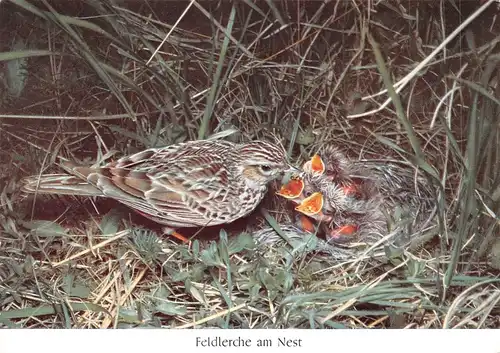 Feldlerche am Nest ngl 171.092
