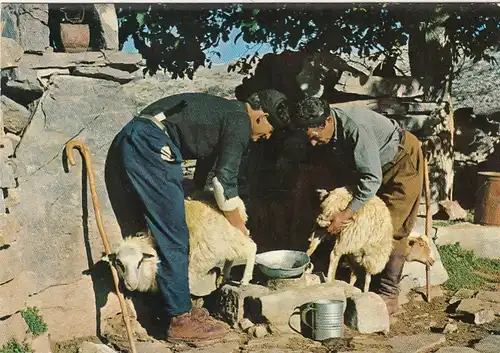 Greece, Milking in the sheepfolg ngl G5271