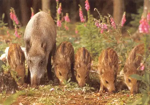 Wildschwein mit Frischlingen ngl 171.134