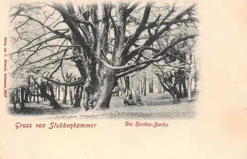 Saßnitz auf Rügen Stubbenkammer Hertha-Buche ngl 169.656