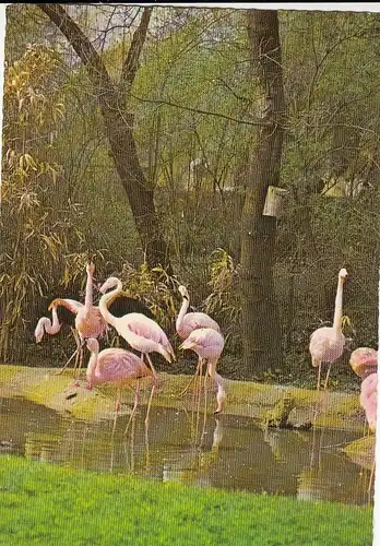 Tiere: Flamingos gl1976 G5324