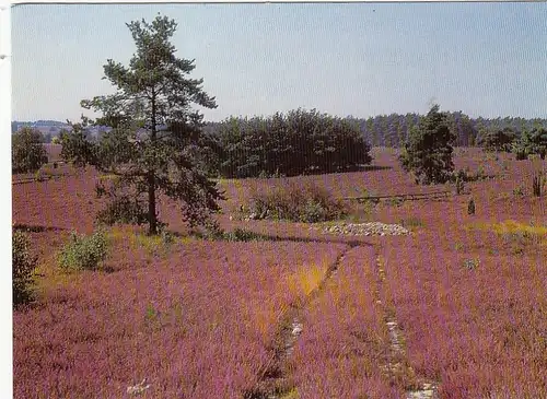 Lüneburger Heide in voller Blüthe ngl G4593