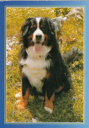 Ein sehr schöner Berner Sennenhund gl2008 G4697